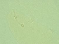 Hebesuncus conjungens image
