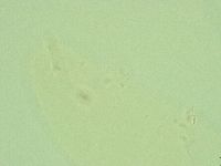 Hebesuncus conjungens image