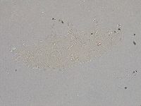 Hebesuncus conjungens image