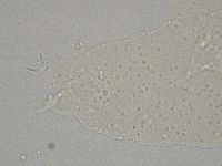 Hebesuncus conjungens image