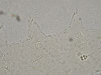 Hebesuncus conjungens image
