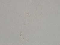 Hebesuncus conjungens image