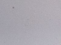 Hebesuncus conjungens image