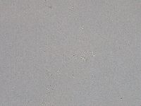 Hebesuncus conjungens image