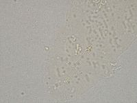 Hebesuncus conjungens image