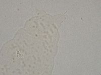 Hebesuncus conjungens image