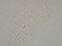 Hebesuncus conjungens image