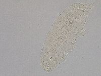 Hebesuncus conjungens image