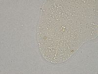 Hebesuncus conjungens image