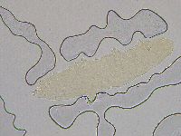 Hebesuncus conjungens image