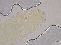 Hebesuncus conjungens image