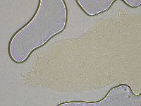 Hebesuncus conjungens image
