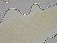 Hebesuncus conjungens image