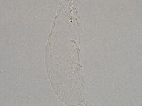 Hebesuncus conjungens image
