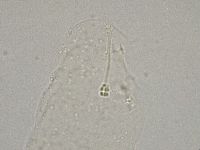 Hebesuncus conjungens image