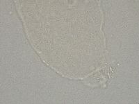 Hebesuncus conjungens image