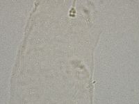 Hebesuncus conjungens image