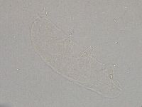 Hebesuncus conjungens image
