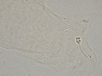Hebesuncus conjungens image