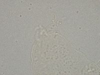 Hebesuncus conjungens image