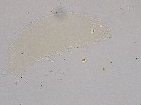 Hebesuncus conjungens image