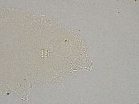 Hebesuncus conjungens image