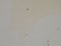 Hebesuncus conjungens image