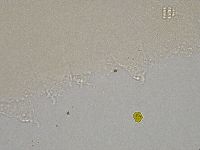 Hebesuncus conjungens image
