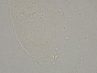 Hebesuncus conjungens image