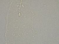 Hebesuncus conjungens image