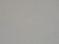 Hebesuncus conjungens image