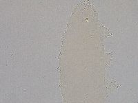 Hebesuncus conjungens image