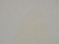 Hebesuncus conjungens image