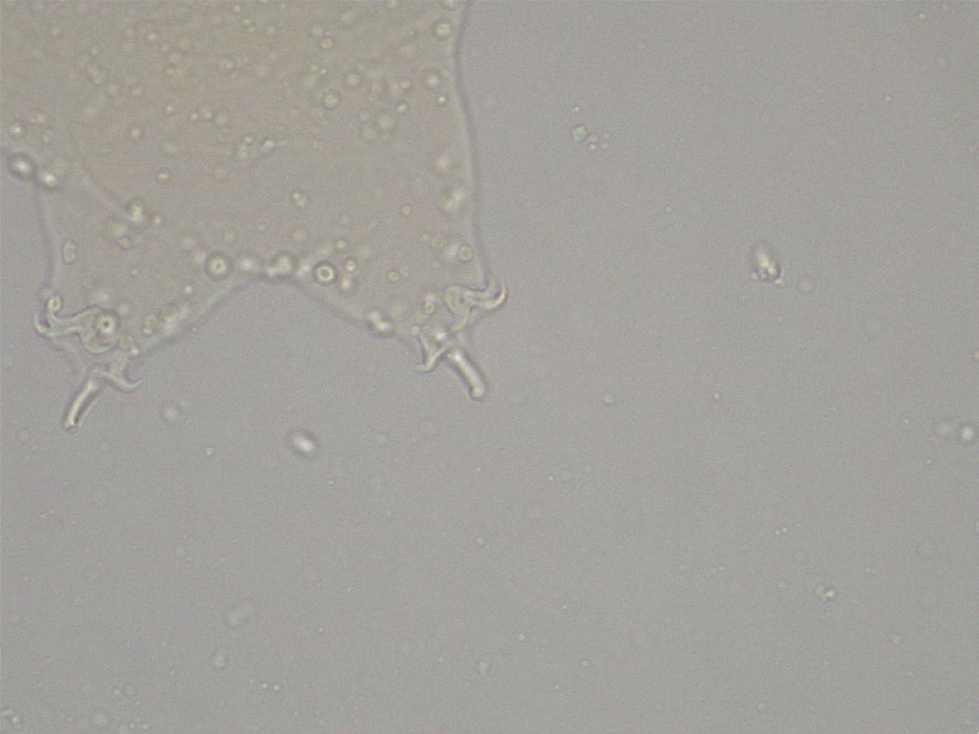 Hebesuncus conjungens image