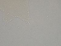 Hebesuncus conjungens image