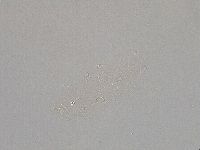 Hebesuncus conjungens image