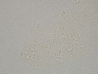 Hebesuncus conjungens image