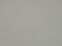 Hebesuncus conjungens image