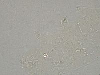 Hebesuncus conjungens image
