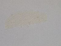 Hebesuncus conjungens image