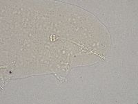 Hebesuncus conjungens image