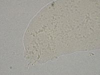 Hebesuncus conjungens image