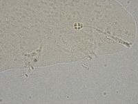 Hebesuncus conjungens image