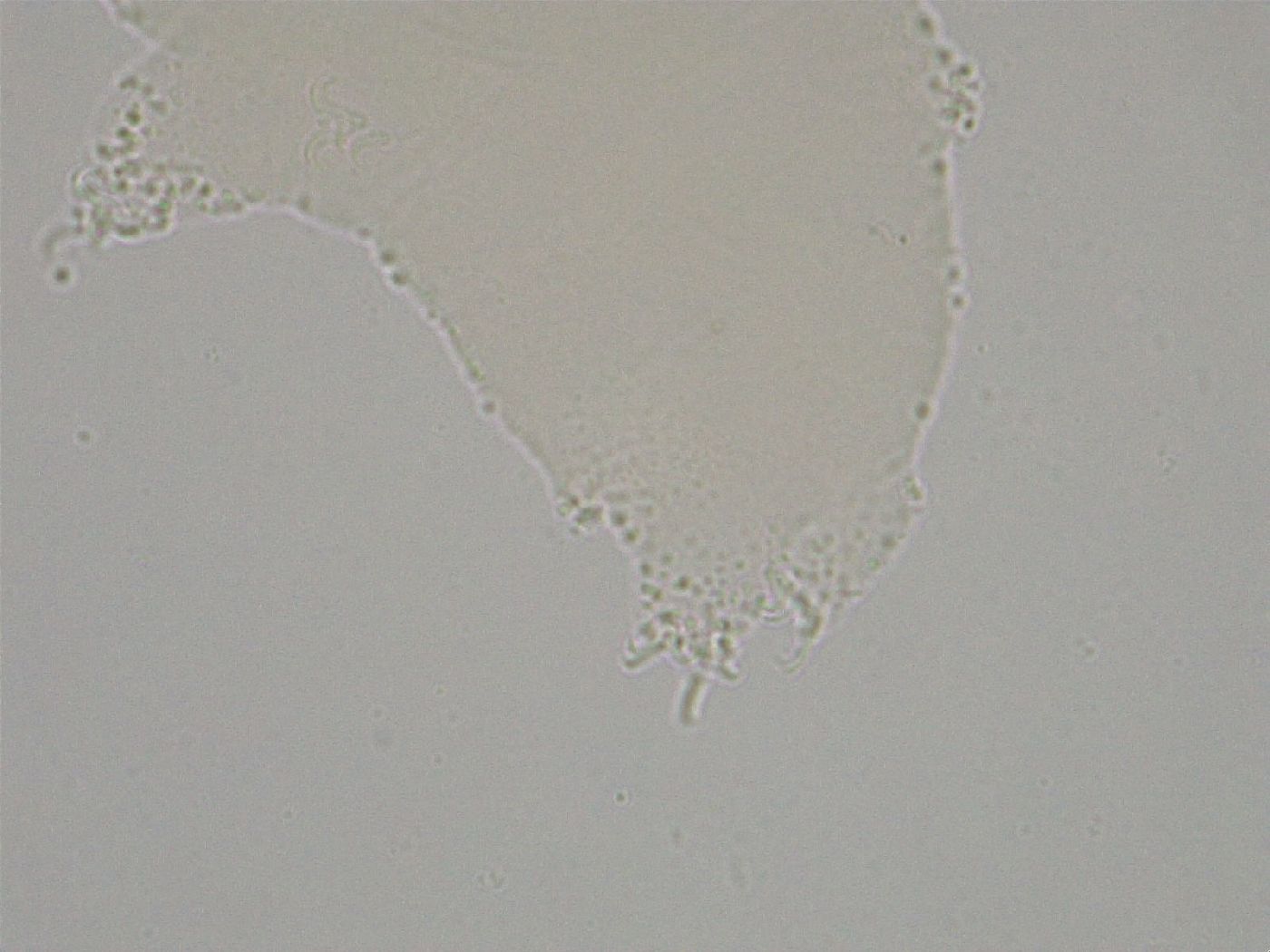 Hebesuncus conjungens image