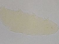 Hebesuncus conjungens image