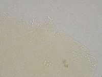 Hebesuncus conjungens image