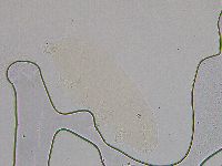 Hebesuncus conjungens image