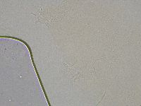 Hebesuncus conjungens image