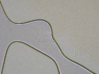 Hebesuncus conjungens image