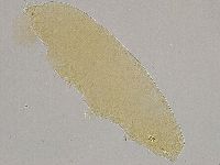 Hebesuncus conjungens image